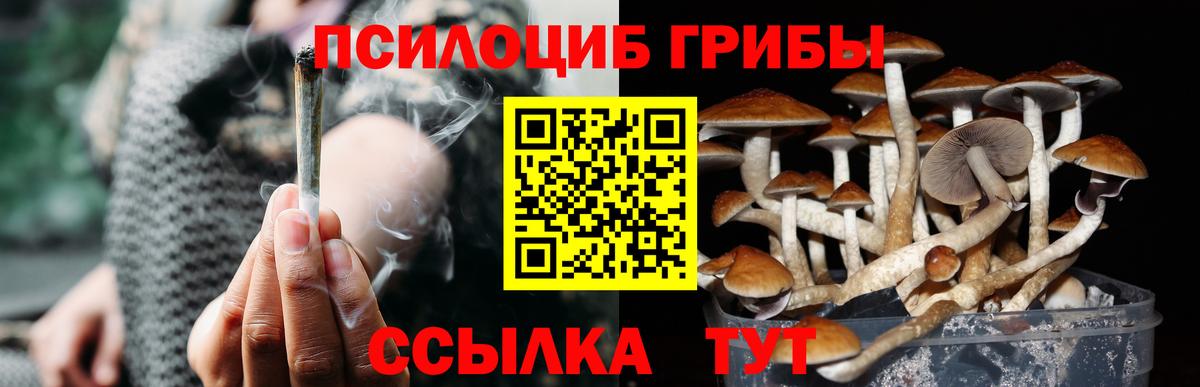 Галлюциногенные грибы Cubensis Чехов
